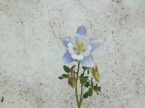100_0419